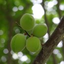 연화농원 이미지