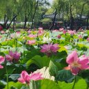 암 환우 우유먹지 말자! 이미지