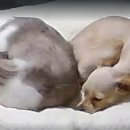 개이쁜냥 이미지