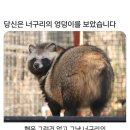 너구리 이미지