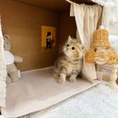 묘신사 그루밍 | 동두천고양이분양 브리티쉬숏헤어분양 브리티시숏헤어분양 브리티시분양 브리티쉬분양 브리티시성격...