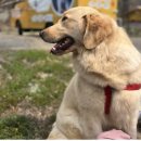 사랑할개 | 이천대형견목욕 이천대형견출장목욕 사랑할개 프리미엄 케어 후기