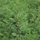 약초이야기 이미지