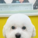 솜사탕 애견미용실 이미지