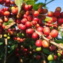 커피나야 이미지