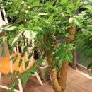 해피트리 이미지