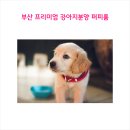 부산강아지분양 퍼피룸 | 서면강아지분양 부산강아지분양 퍼피룸 강아지분양상담후기