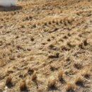 신포가축 이미지