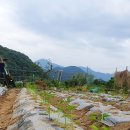 청야농장 이미지