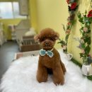 단아하개 이미지