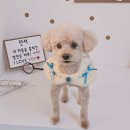 알콩달콩 애견미용실 이미지