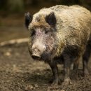 바로돼지 이미지