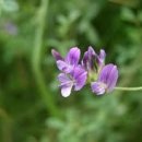 야생화자수 이미지