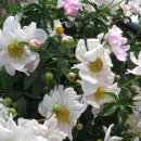 김지향 카카오 검색결과