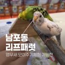 리프패럿 롯데마트 광복점 이미지