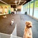 오세요 댕댕이 이미지