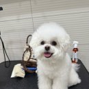 돌담동물의료센터 이미지