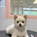 러블리펫샵 이미지