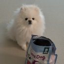 미니도그 이미지