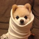 어화둥둥 내강아지 이미지