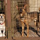 24시 더케어 동물의료센터 이미지