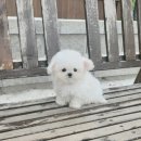 어벤져스켄넬 탑클래스펫 강아지분양 이미지