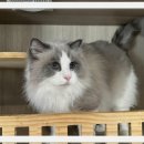 컴투펫 위탁보호센터 이미지