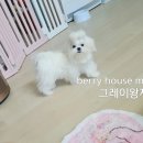 베리하우스 켄넬 이미지
