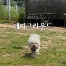 의왕 애견운동장 제이그라운드 대관 시설 가격 내돈내산 솔직후기