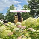 한강시민공원(등수국터널 2) | 서울 근교 꽃구경 구리 한강 시민공원 수국 능소화