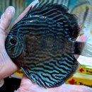 디스커스코리아 이미지