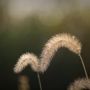 강아지풀 이미지