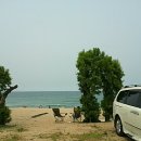 장사해수욕장(솔밭) 이미지