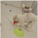 짱구애견 이미지