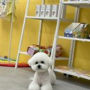 탐나개 이미지