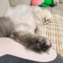 고양이무마취미용 고미고미 동삼점 | 부산 화명동 고양이미용 고미고미 화명점 페르시안 무마취 미용 후기