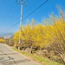 산수유꽃길민박 이미지