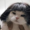영화미용실 네이버블로그