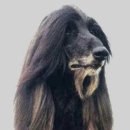 lulu견사 이미지