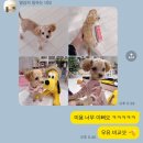 도그송 강아지분양 인천 송도점 이미지