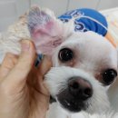 래플즈동물병원 이미지