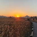 순천만 습지 이미지