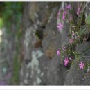 간세다리 이미지