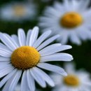 송수초등학교 이미지