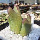 호피농장 이미지