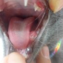 아쿠아 종합동물병원 이미지