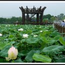 7월30일로 변경 무안 회산 백련지 연꽃 축제장 둘레길 예약명단 이미지