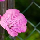 진흥민박 이미지