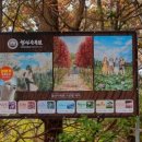 청산 단풍나무길 이미지