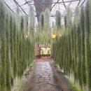 성읍정의현로 이미지